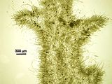 Gontrania lubrica3